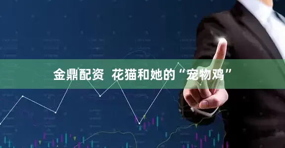 金鼎配资 花猫和她的“宠物鸡”